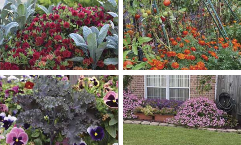 Upper left: The idea of an edible landscape is one that combines ornamentals and edibles. Although adoption has been slow, the results can be as beautiful as these Tropical Sunrise calibrachoas combined with Tuscano dinosaur kale. Lower right: Combining veggies with flowering planting opens up another avenue for home gardeners to be creative. Purple Moon kale grows among Matrix pansies. Lower left: Containers aren’t the only place that benefits from a good spiller plant. These Vista Bubblegum Supertunias spill over a large container and soften the edges of a landscape bed. Upper LeftThese French marigolds grow underneath Garden Gem tomatoes in containers, adding beauty to a produce garden.